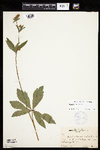 Sanicula marilandica image