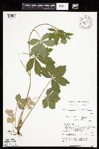 Sanicula marilandica image