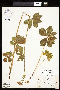 Sanicula marilandica image