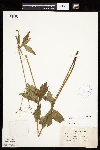 Sanicula marilandica image
