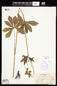 Sanicula marilandica image