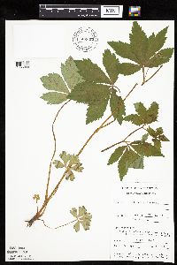 Sanicula marilandica image