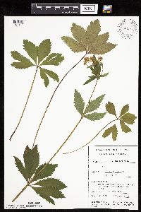 Sanicula marilandica image