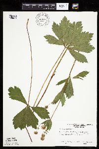 Sanicula marilandica image