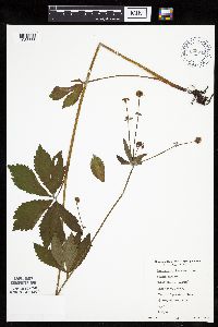 Sanicula marilandica image