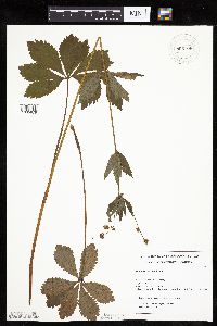 Sanicula marilandica image