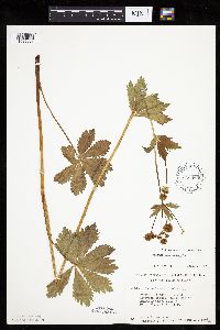 Sanicula marilandica image