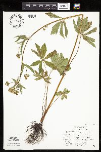 Sanicula marilandica image