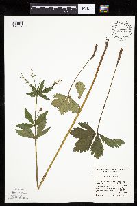 Sanicula marilandica image