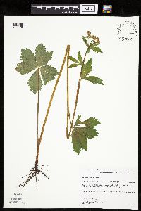 Sanicula marilandica image