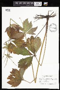 Sanicula marilandica image