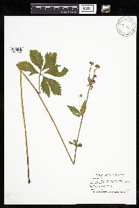 Sanicula marilandica image