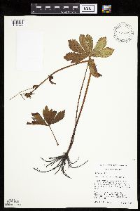 Sanicula marilandica image