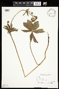 Sanicula marilandica image