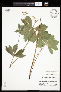 Sanicula marilandica image