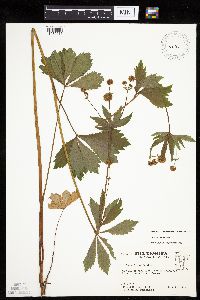 Sanicula marilandica image