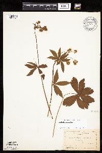 Sanicula marilandica image