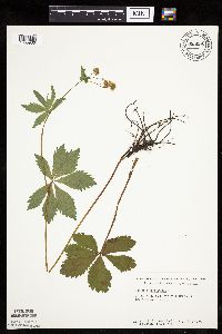 Sanicula marilandica image