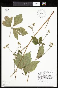 Media resource of Sanicula trifoliata