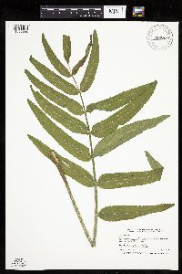 Image of Sium suave
