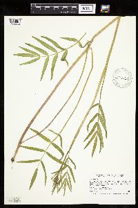 Image Associated With the Occurrence