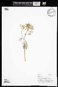 Image Associated With the Occurrence