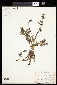 Image Associated With the Occurrence