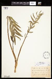 Image Associated With the Occurrence