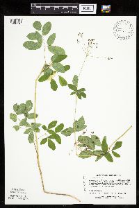 Media resource of Taenidia integerrima