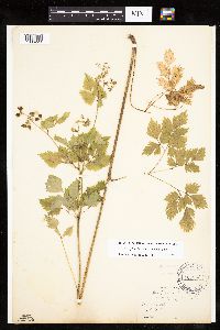 Media resource of Thaspium barbinode