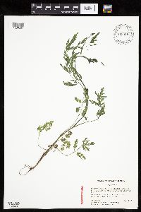 Media resource of Torilis japonica