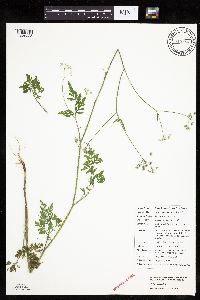 Torilis japonica image
