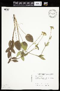 Zizia aptera image
