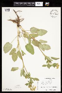 Zizia aptera image