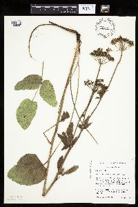 Zizia aptera image
