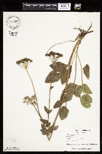 Zizia aptera image