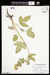 Zizia aptera image