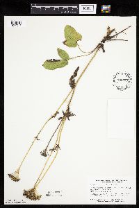 thumbnail image of current specimen