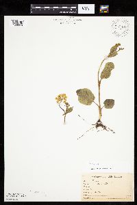 Zizia aptera image