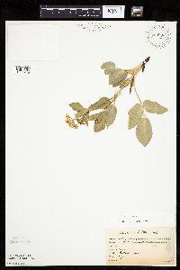 Zizia aptera image