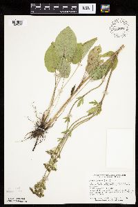 Zizia aptera image