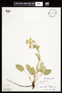 Zizia aptera image
