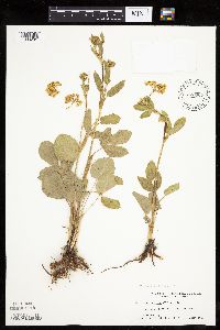 Zizia aptera image