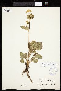 Zizia aptera image