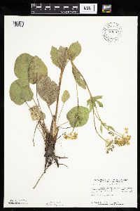 Zizia aptera image