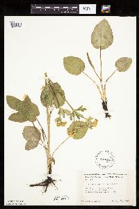 Zizia aptera image