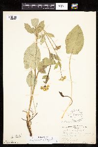 Thumbnail image of current specimen