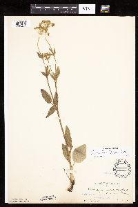 Zizia aptera image