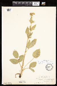 Zizia aptera image