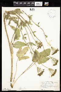 Zizia aptera image